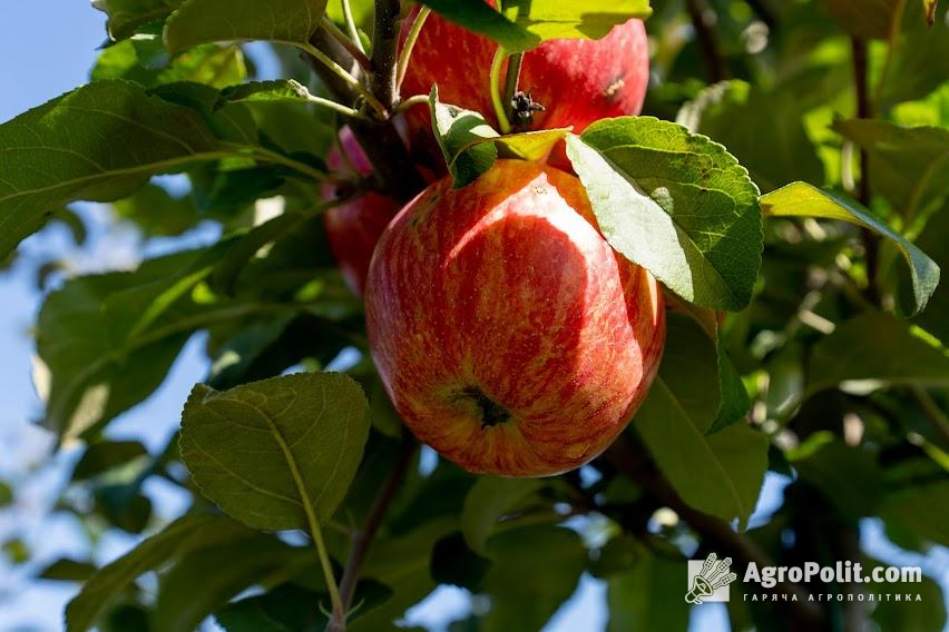 В Україні ринок яблук залишався стабільним протягом тривалого часу
