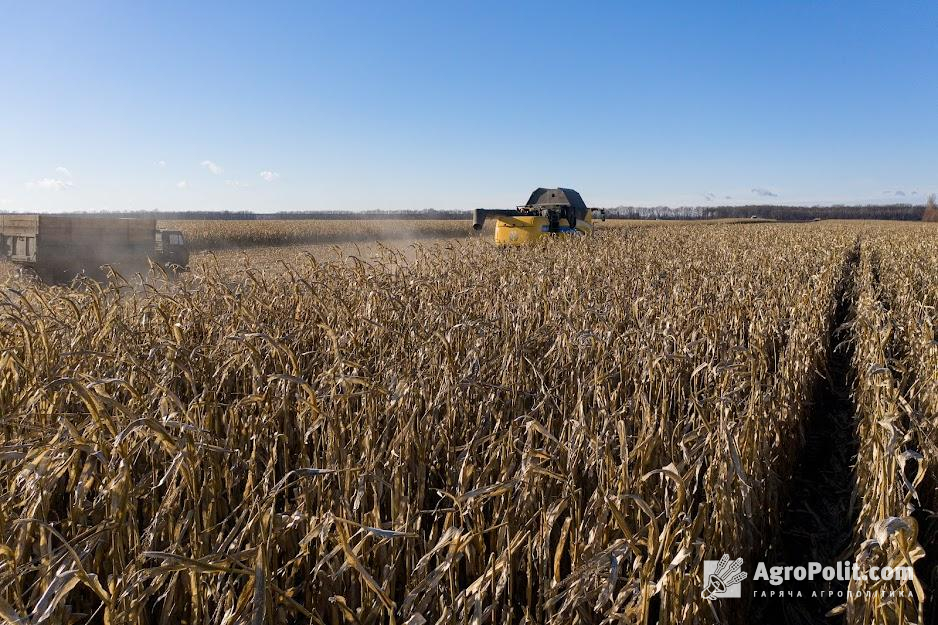 Показники України щодо виробництва пшениці та кукурудзи зменшилися на 4,4 млн т 