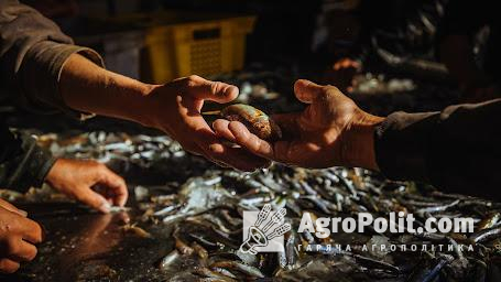 Промислове рибальство за новими правилами дасть змогу наситити наш ринок високоякісною рибною продукцією
