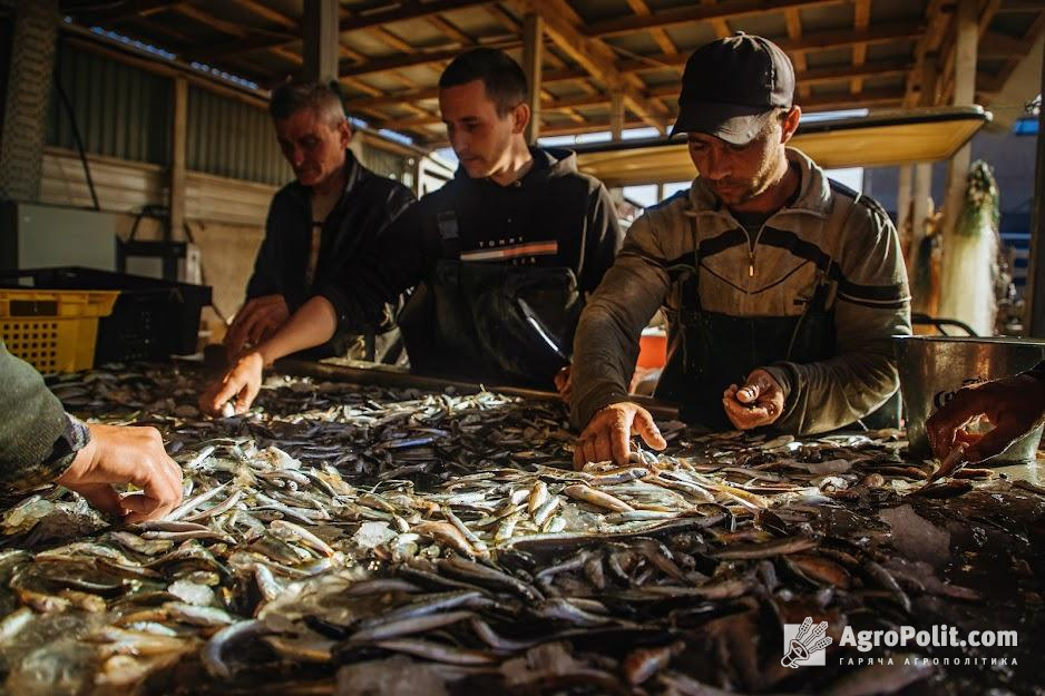 Аукціони на промисел – це одна з вагомих складових глобальної реформи у рибному господарстві