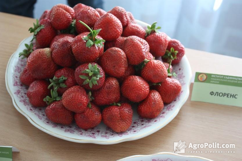 Асоціація виробників фруктів Республіки Польща вимагає заборонити українську полуницю