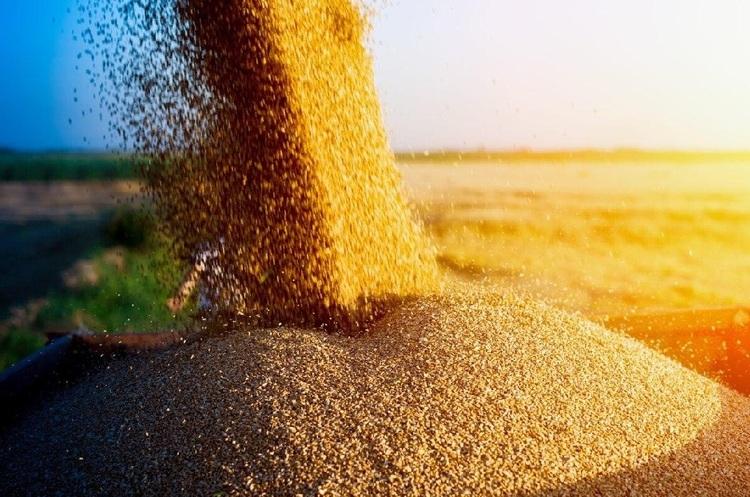 Зернових буде зібрано близько 46 млн тонн