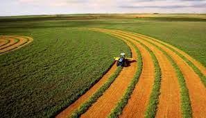 Наразі триває збирання врожаю зернових та інших сільськогосподарських культур