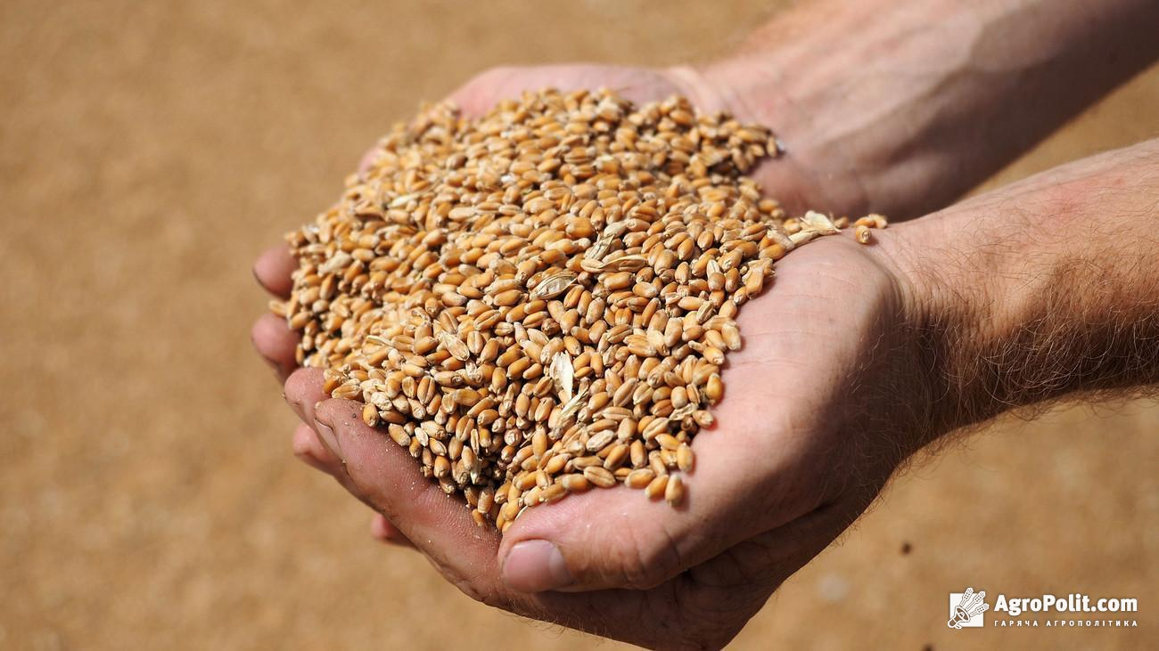 Українське зерно продавали на 20% дешевше за польське