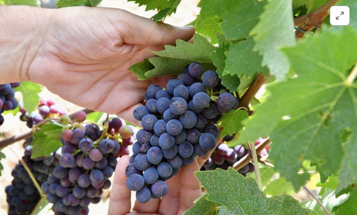 Виробництво вина скоротиться до рівня нижче 44 млн га