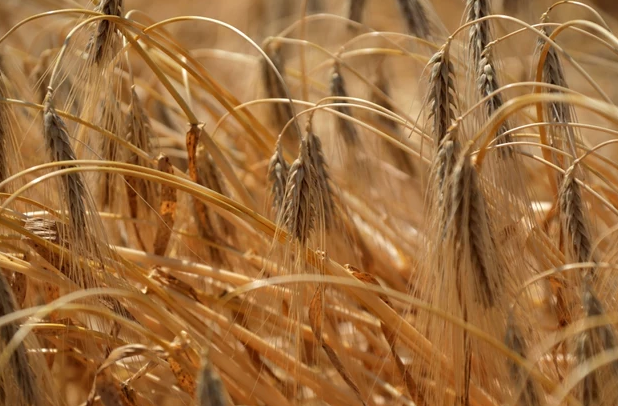 15 вересня закінчується термін дії заборони на ввезення українських зернових та олійних культур