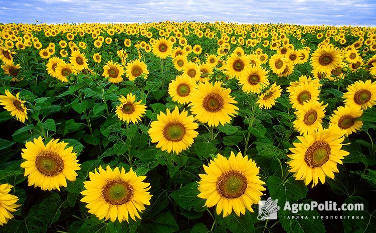 Молдовська сторона запроваджує імпортне ліцензування на імпорт насіння соняшнику 