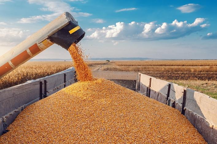 Вже встигли експортувати 3762 тис. т пшениці, 2902 тис. т кукурудзи, 0,8 тис. т жита та 640 тис. т ячменю