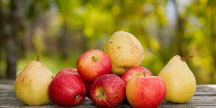 Експерти оцінюють врожай яблук у 2023 році на рівні трохи нижче 11 млн т. 