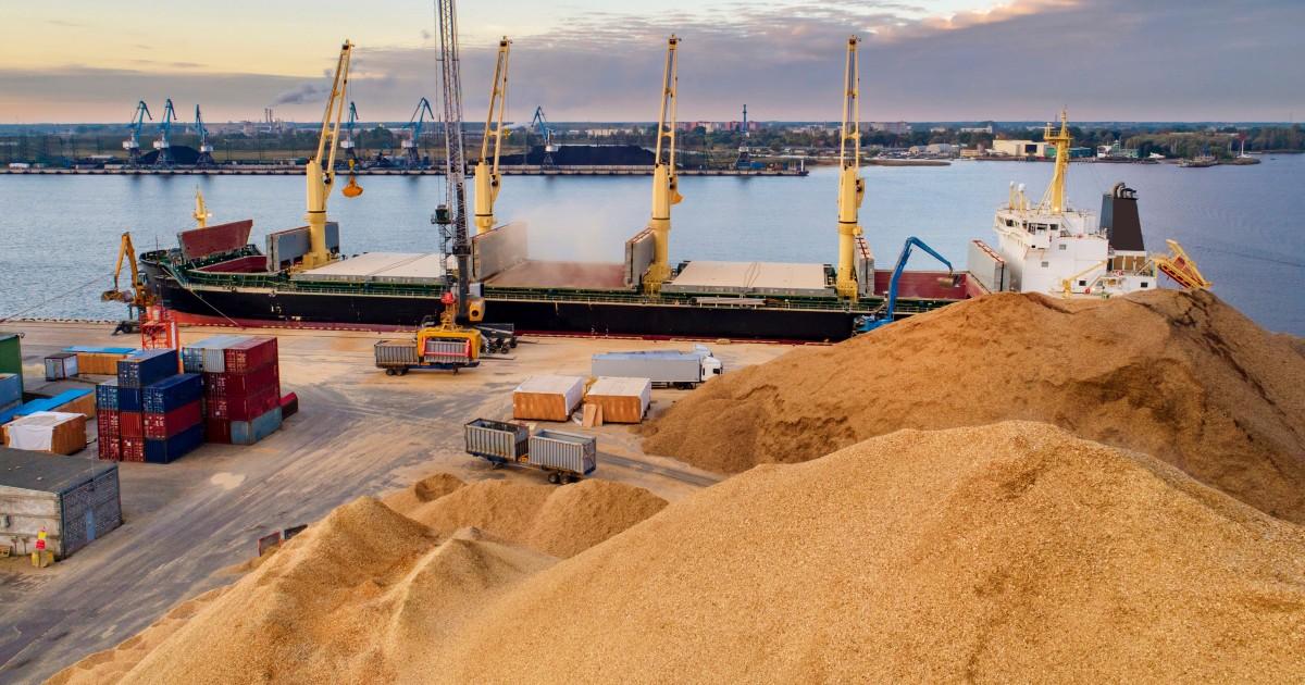Кукурудзи Україна експортувала 26,4 млн т, що на 6% випереджає показники 2022 року