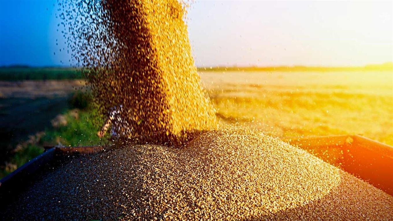 Україна зараз не має можливості повноцінно доставляти зерно у Африку