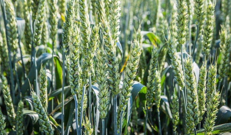 В західних регіонах основною проблемою для посівів пшениці є зимуючі бур’яни