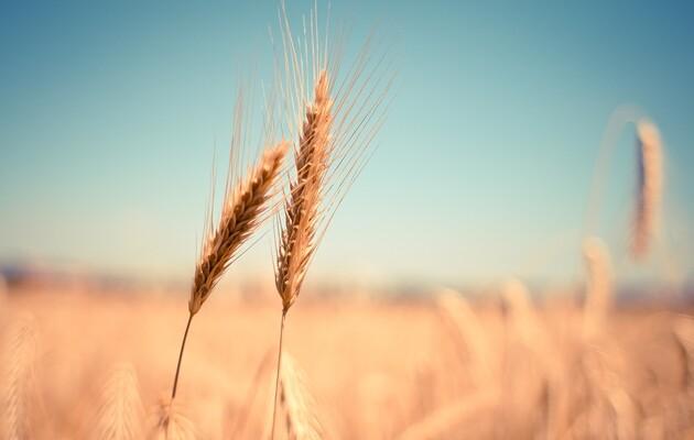 Загальний показник українських експортних поставок сягає 29,1 млн т зернових та зернобобових культур