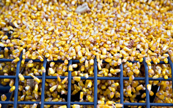 Китайські покупці скасовують поставки кукурудзи
