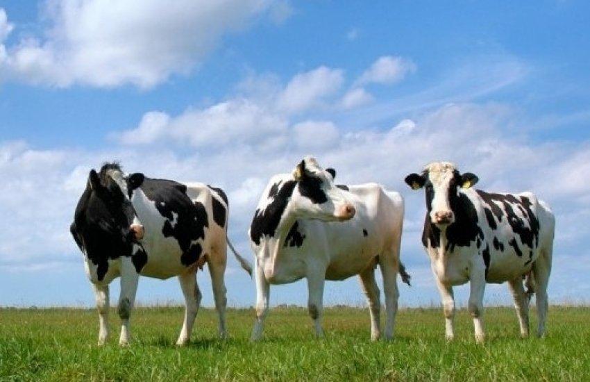 В промисловому і присадибному секторі Україні утримують 2,37 млн голів великої рогатої худоби