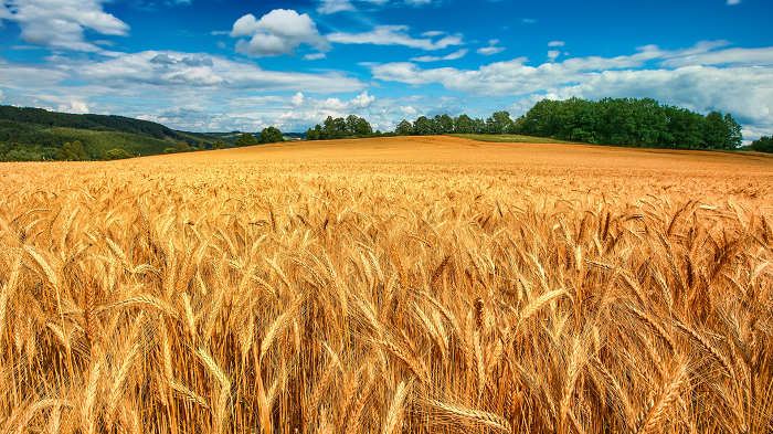 рф забезпечує 25% світового  ринку пшениці