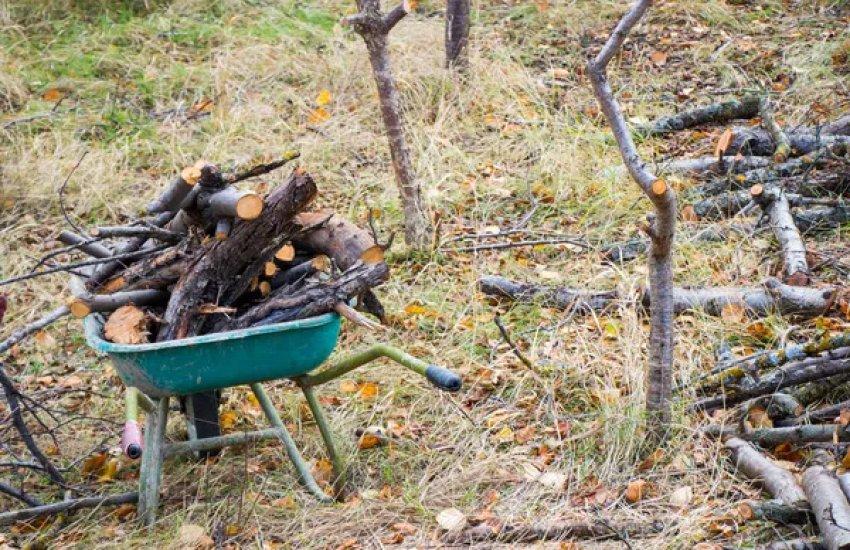 Заготівлю можна буде здійснювати тільки за умови, що перебування на відповідних лісових ділянках є безпечним