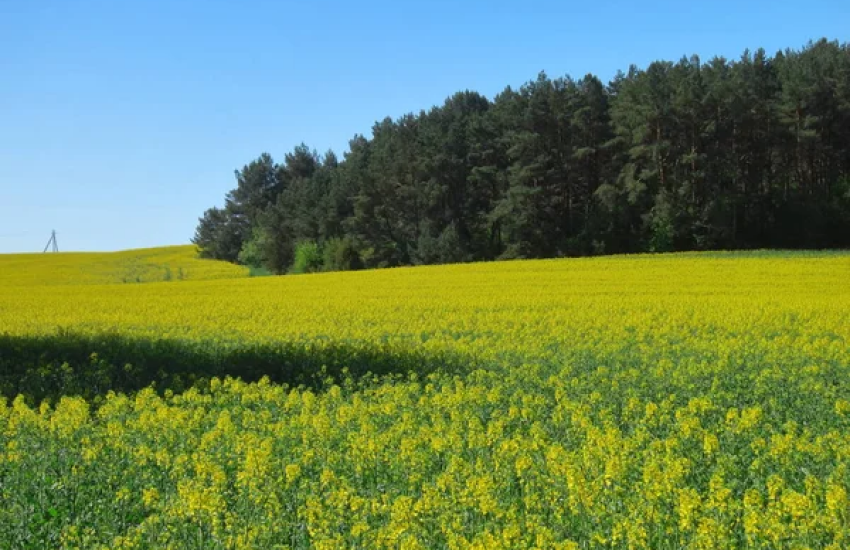 Погодні умови нинішнього передпосівного періоду виявилися досить складними