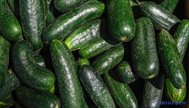 Сьогодні українські тепличні комбінати вже продають огірок по 75-125 грн/кг