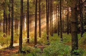 Документ пропонує продовжити мораторію на експорт необробленої деревини до 20 років