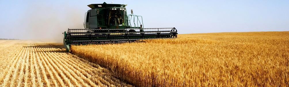 Виробництво кукурудзи збільшиться на 3,7 млн т 