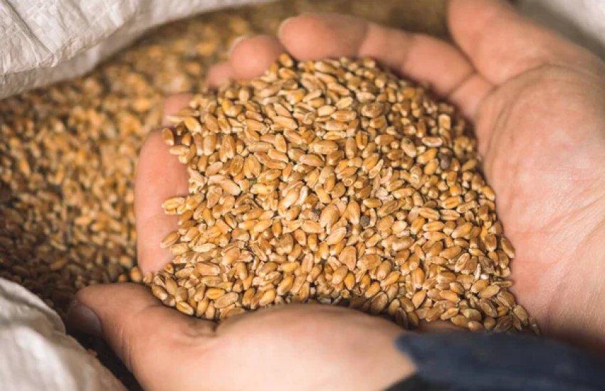 Експорт української кукурудзи становив 20 млн 381 тис. тонн