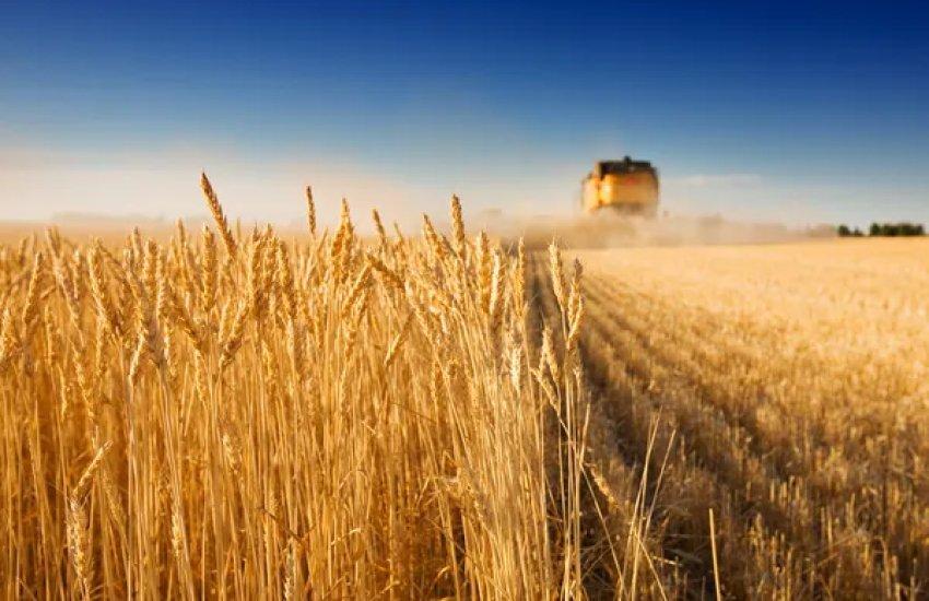 Україна є світовим виробником зернових та олійних культур