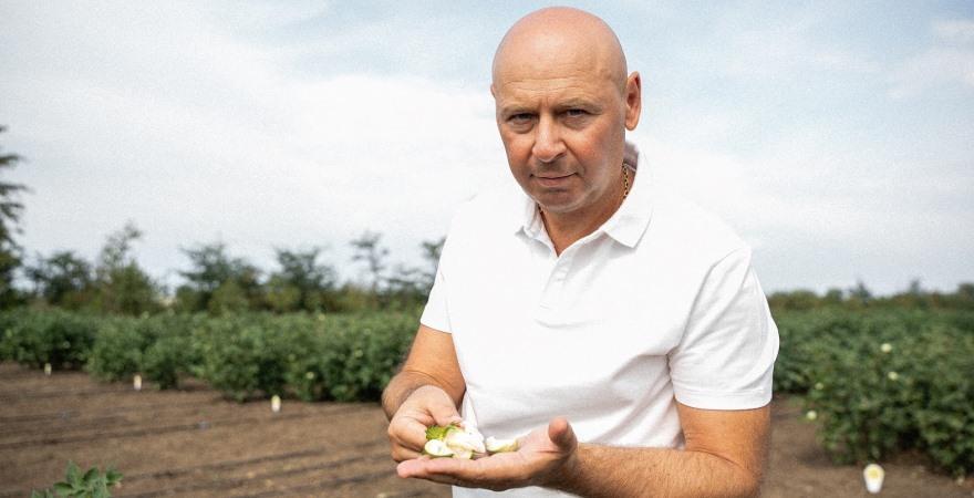 Аграрії, які вирощують бавовник можуть подати заявку у «ДАР» на відповідну бюджетну дотацію