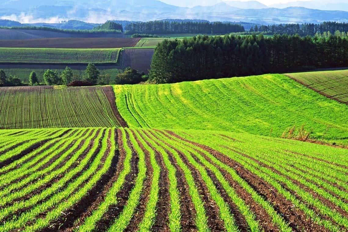 У червні цього року середня вартість гектара становила 59 307 гривень