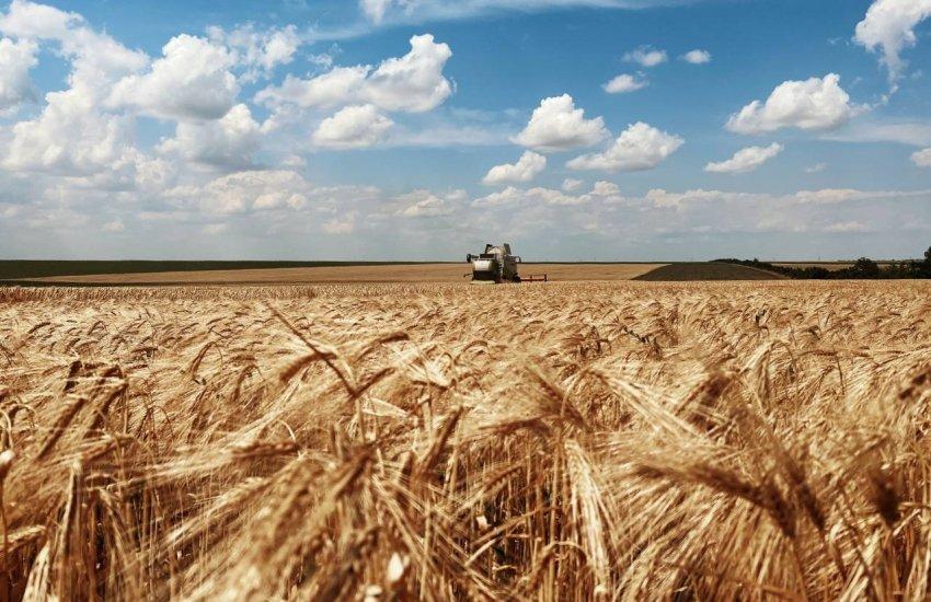 Аграрії Миколаївщини та Одещини розпочали збирання ріпаку