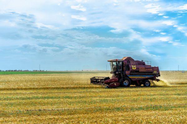 Показник на 5,5% більше, ніж 2024 року – 78,7 млн т