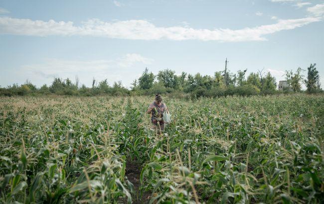 Погодні умови впродовж першої декади липня завдали збитків посівам