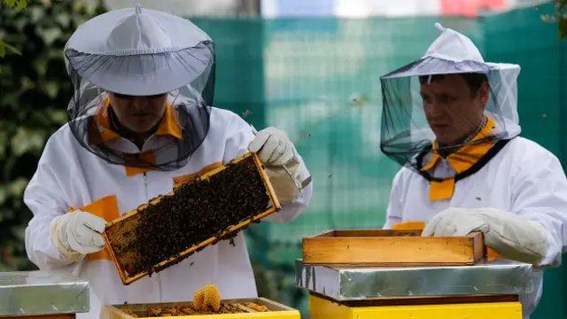 Європейський ринок меду у даний час стикається зі зростаючою конкуренцією з боку дешевого імпортного меду