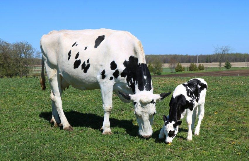 В Україні компенсуватимуть вартість племінних тварин та витрати на будівництво ферм