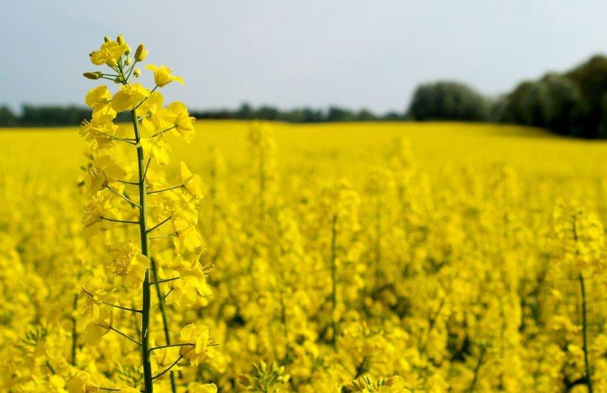 Аграрії закликають прем’єр-міністра України Юлії Свириденко терміново врегулювати ситуацію