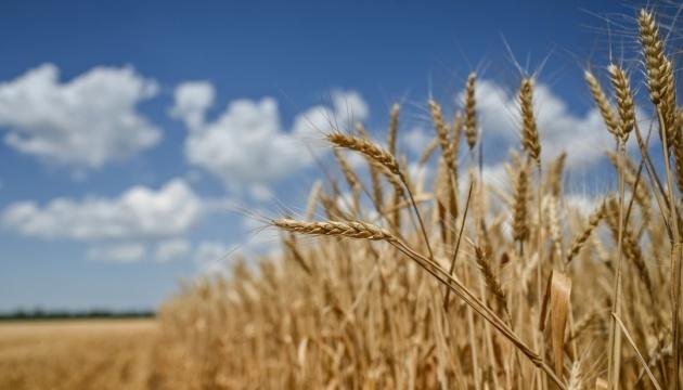 На внутрішньому ринку тонна пшениці, ймовірно, коштуватиме від 5800 до 6300 грн