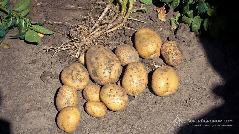 Величезну частку в ціні на картоплю займають витрати на перевезення