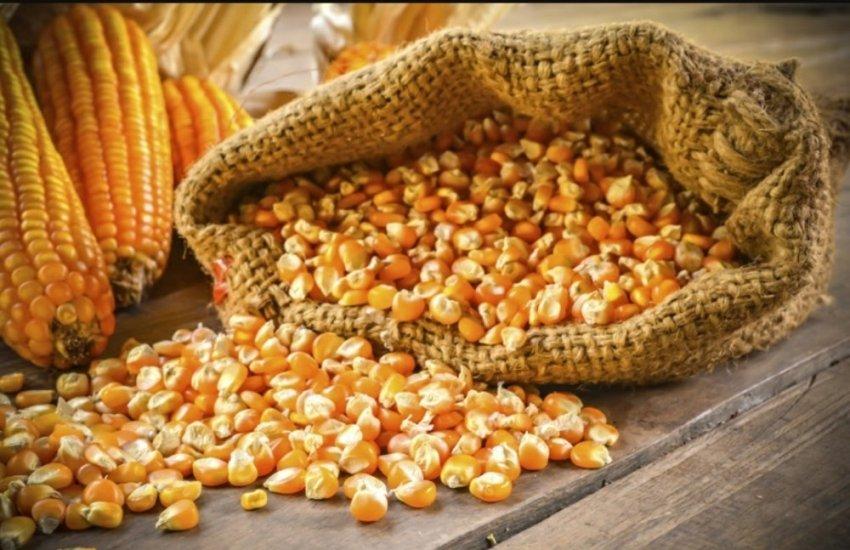 Наразі в Україні триває активне збирання кукурудзи і вже обмолочено 54,1 тис. га посівів