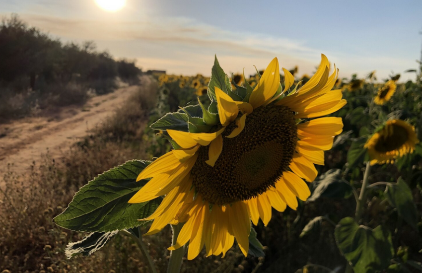 Декларативні ціни попиту варіювалися у значно ширшому діапазоні
