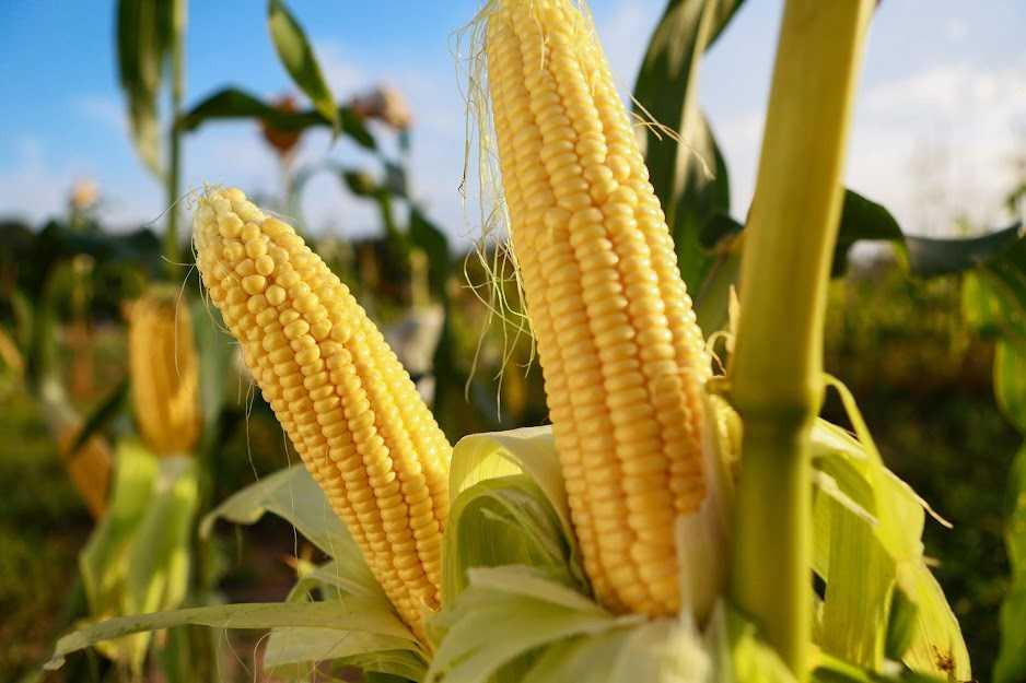 У сезоні 2025 – 2026 обсяги постачань можуть зрости до 22,4 млн т