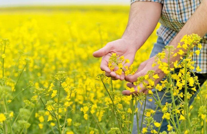 Очікується рішення щодо механізму звільнення виробників сої та ріпаку від 10% експортного мита