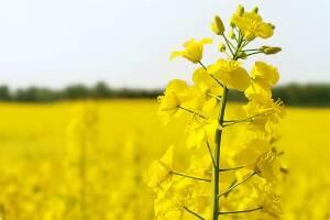 Кенія зрозуміла, що краще робити олію, ніж просто насіння продавати за кордон