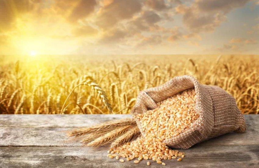 Обмолочено 69% площ, засіяних цими культурами
