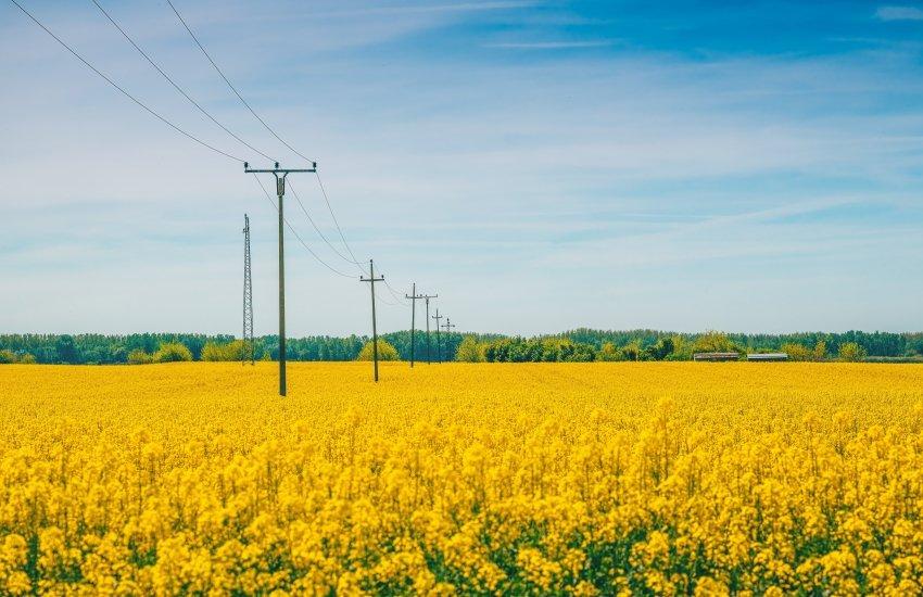 Пропозиція ріпаку на внутрішньому ринку скоротилася