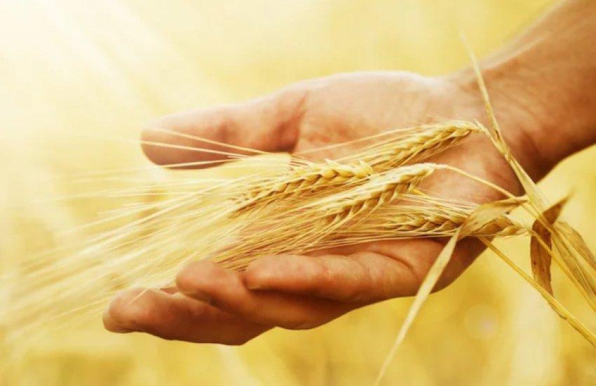 При виробництві макаронних виробів 50% пшениці твердих сортів буде заміщена вітчизняною сировиною