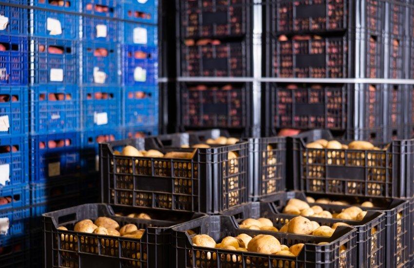 Цього року багато фермерів зайнялося вирощуванням овочів