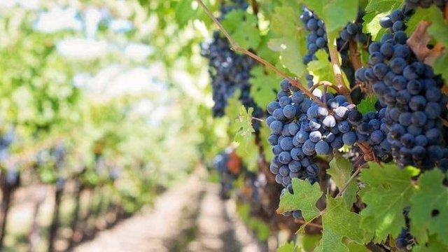 Раніше для отримання ліцензії на виробництво вина  потрібно було сплатити близько 500 тис. грн