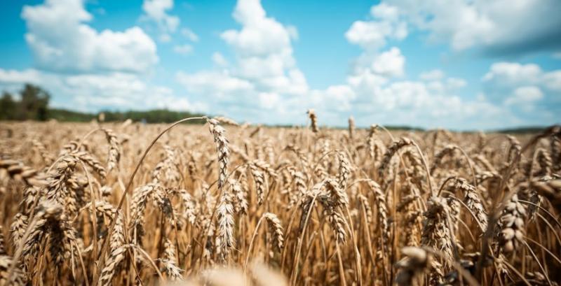 Стан посівів оцінювався переважно як добрий та задовільний, місцями — відмінний