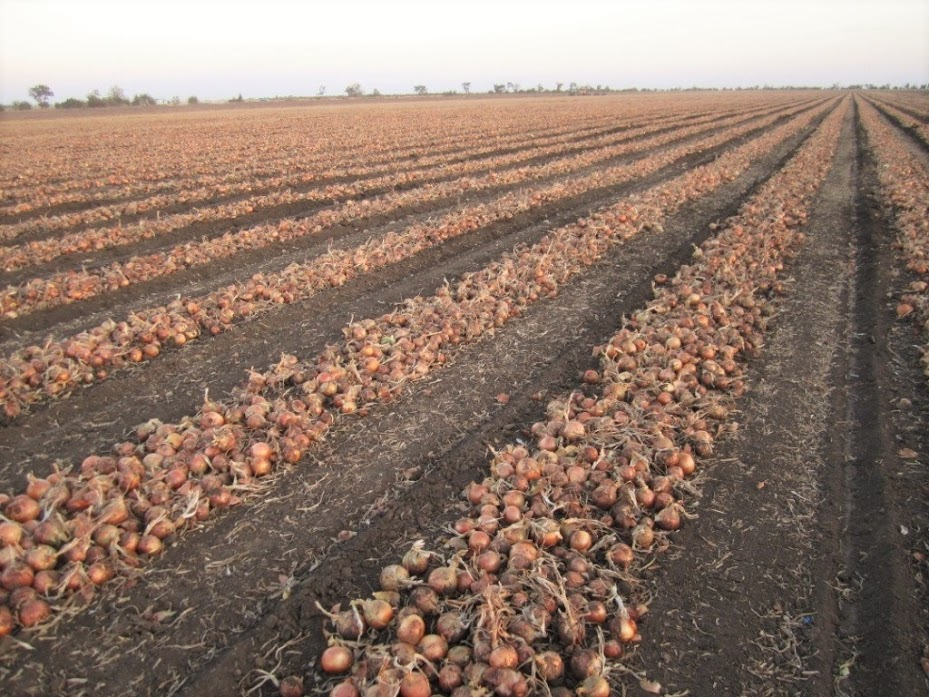Дефіцит потужностей для зберігання агропродукції відчувають не лише ті, хто вирощує цибулю