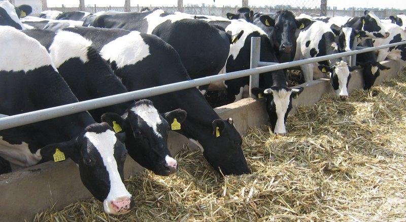 Зниження чисельності ВРХ минулого місяця зафіксовано в господарствах населення – на 5,7%